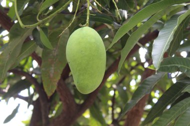 Ağaçta asılı bir mango meyvesi