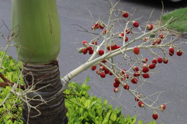 Red fruit of Adonidia merrillii or Manila Palm or Christmas Palm, attached on the tree clipart