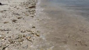 Plastik atıklar ve çamurlu deniz suyuyla kumsal