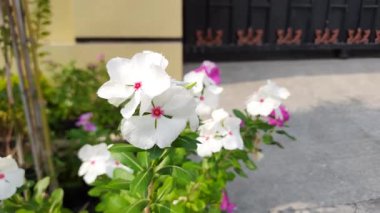 Catharanthus Roseus 'un kırmızı çiçekli beyaz taç yaprağı, ya da Madagaskar menekşesi, yol kenarında açan, rüzgarda sallanan, seçici odaklı