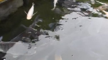 Yaygın sazan, ya da Avrupa sazan balığı, ya da Cyprinus carpio, beyaz ve siyah renkli. Bir grup sazan balığı gölette yüzüyor..