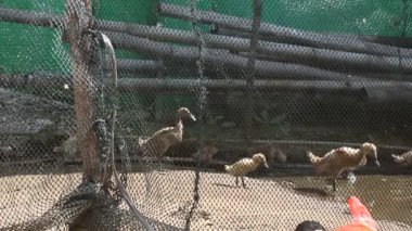 Bir grup ördek kalenin arkasında koşuyor. Ördek türü Anas platyrhynchos javanica veya Indian Runner Duck