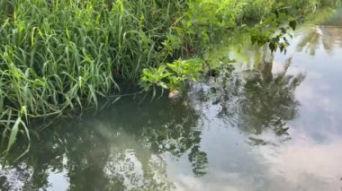 Nehir ve nehir otlarının sakin su akışı