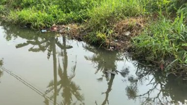 Kirli nehir. Nehir boyunca çöp ve ot dolu bulanık su