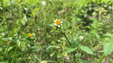 Erigeron Karvinskianus, veya Meksikalı pire, rüzgarda sallanan bir çiçek