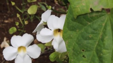 Mandevilla Sanderi 'nin beyaz çiçeği ve etrafta uçuşan bir arı. Bu çiçeğe Brezilya yaseminleri de denir.. 