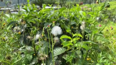 Senecio vulgaris ya da Groundsel, rüzgarda sallanıyor.
