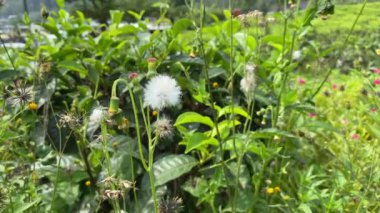 Senecio vulgaris ya da Groundsel, rüzgarda sallanıyor.