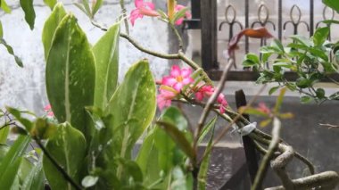 Adenium obesum çiçeği, ya da Sabi yıldızı, kudu, açelya, impala zambağı ya da çöl gülü. Yağmurun ortasında hem de. Boğazında beyaz bir kızarıklık olan kırmızı yapraklar.