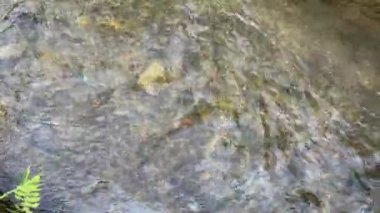 Suyun yüzeyinde, nehir taşlarının arka planında hafif yatıştırıcı dalgalar var. 