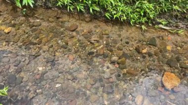 Yeşil yapraklar, bitkiler ve tropikal çevre ile kayalık nehir üzerinde temiz su akışı