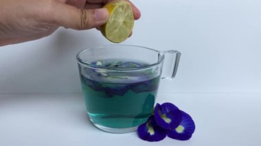 Kelebek bezelye çiçeği çayına limon ekliyorum, beyaz arka planda izole edilmiş. Renk maviden mora dönüşür