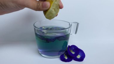 Kelebek bezelye çiçeği çayına limon ekliyorum, beyaz arka planda izole edilmiş. Renk maviden mora dönüşür