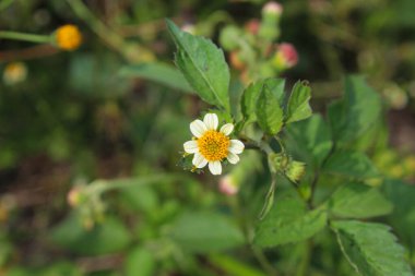 Bir Erigeron Karvinskianus, ya da Meksikalı pire, bahçedeki yeşil yaprakların üzerinde.