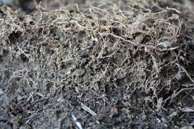 Yerdeki güzel bitki kökleriyle kuru toprağı kapat.