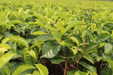 Çay çiftliği, arka planda çay ağacı.