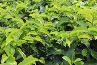 Çay tarlası, sıralı çay ağacı, yakın görüş.