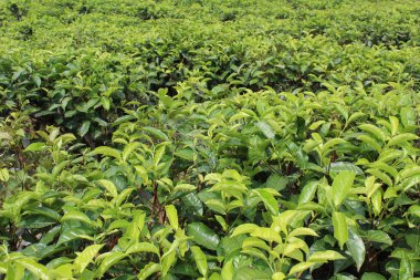 Çay tarlası, sıralı çay ağacı, yakın görüş.