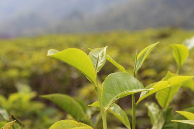 Çay yaprağı çekimlerinin yakın görüntüsü
