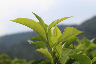 Gökyüzü ve yeşil tepe arkaplanlı çay yaprağı çekimlerinin yakın görüntüsü