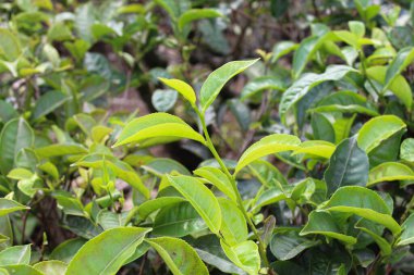 Çay yaprağı çekimlerinin yakın görüntüsü