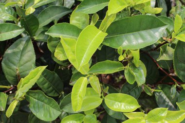 Çay tarlasında çekilen çay yaprağının yakın görüntüsü, üst ya da düz.