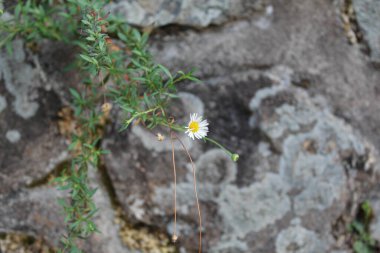 Erigeron Karvinskianus, ya da taştan duvardaki Meksikalı pire.