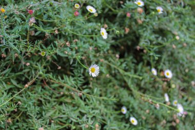 Erigeron karvinskianus, or the Mexican fleabane, over the green leaves on the garden clipart