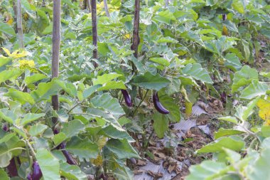 Bitkinin gövdesine dikilmiş mor bir patlıcan, hasat edilmeye hazır, bahçede.