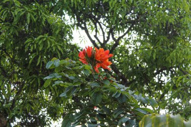 Spatthodea campanulata çiçeği, ya da Afrika lale ağacı, gökyüzü arka planı, aşağıdan görünüm