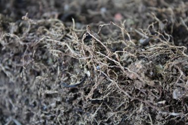 Yerdeki güzel bitki kökleriyle kuru toprağı kapat.