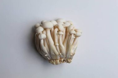 Bir grup bunapi shimeji, ya da beyaz kayın, ya da beyaz arka planda izole edilmiş beyaz istiridye mantarı.