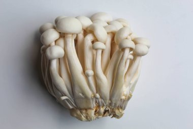 One cluster of bunapi shimeji, or white beech, or white clamshell mushroom, isolated on white background clipart