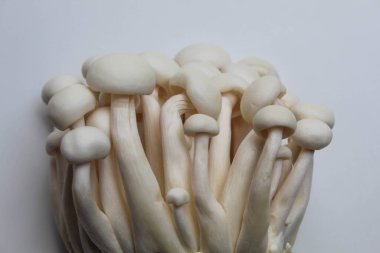 Bir grup bunapi shimeji, ya da beyaz kayın, ya da beyaz arka planda izole edilmiş beyaz istiridye mantarı.