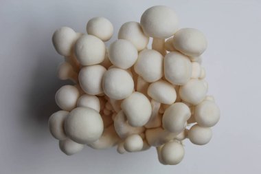 One cluster of bunapi shimeji, or white beech, or white clamshell mushroom, isolated on white background clipart