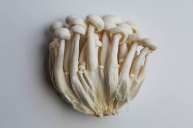 Bir grup bunapi shimeji, ya da beyaz kayın, ya da beyaz arka planda izole edilmiş beyaz istiridye mantarı.