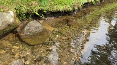 Yeşil yapraklar, bitkiler ve tropikal çevre ile kayalık nehir üzerinde temiz su akışı