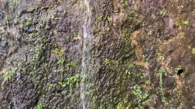 Nemli yosunlu duvarda su akıyor 