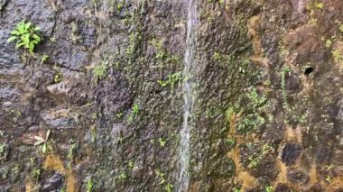 Nemli yosunlu duvarda su akıyor 