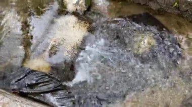 Nehir akıntılarına ya da su dalgalarına yakından bak. Yeşil yapraklar, bitkiler, kayalar ve doğa ile küçük hendekte akan temiz temiz su.