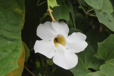 Mandevilla Sanderi 'nin çiçeği beyaz kolon, çiçek açıyor. Parkta Brezilya yasemini