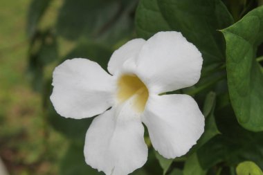 Flower of Mandevilla sanderi white colot, blooming. Brazilian jasmine in the park clipart