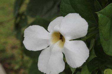 Flower of Mandevilla sanderi white colot, blooming. Brazilian jasmine in the park clipart