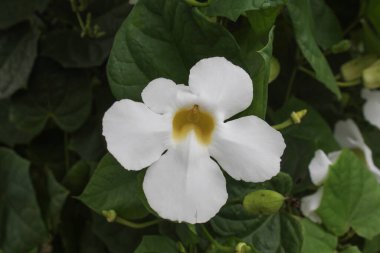 Flower of Mandevilla sanderi white colot, blooming. Brazilian jasmine in the park clipart