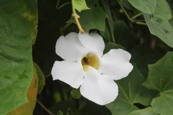 Mandevilla Sanderi 'nin çiçeği beyaz kolon, çiçek açıyor. Parkta Brezilya yasemini