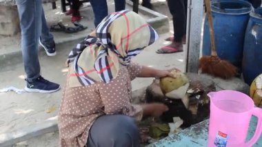 Jepara, Endonezya - 10 Aralık 2022: Hindistancevizi suyu olarak servis edilmek üzere hindistan cevizini palayla soyan tesettürlü Asyalı bir kadın