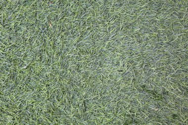 Yapay yeşil çimen arkaplan, düz yatar