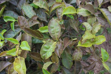 Çay yaprağı çekimlerinin yakın görüntüsü