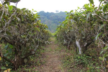 Çay tarlası arasında bir patika, sıra sıra çay ağacı