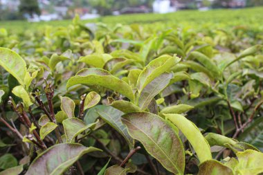 Çay tarlasında çekilen çay yaprağının manzarasını kapat.